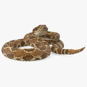Rattlesnake Rigged 3D model